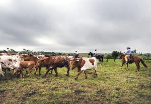 cattle-farming-kosher-certification